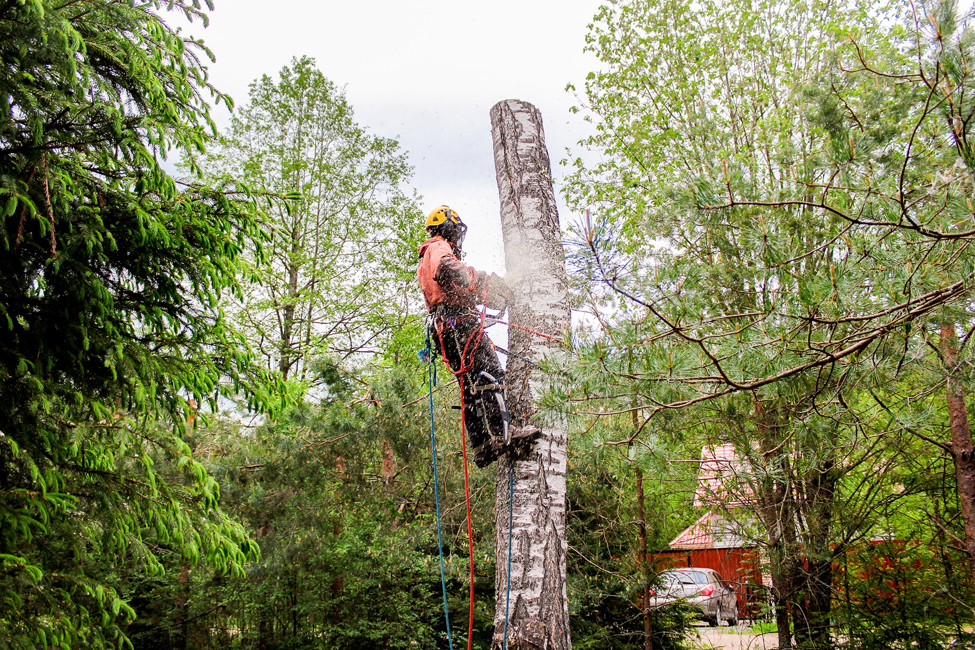 Calvo’s Tree Service & Landscape – Professional Tree Services for All ...